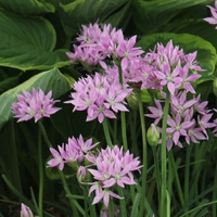 Allium  'Eros' Photo: J. Amand